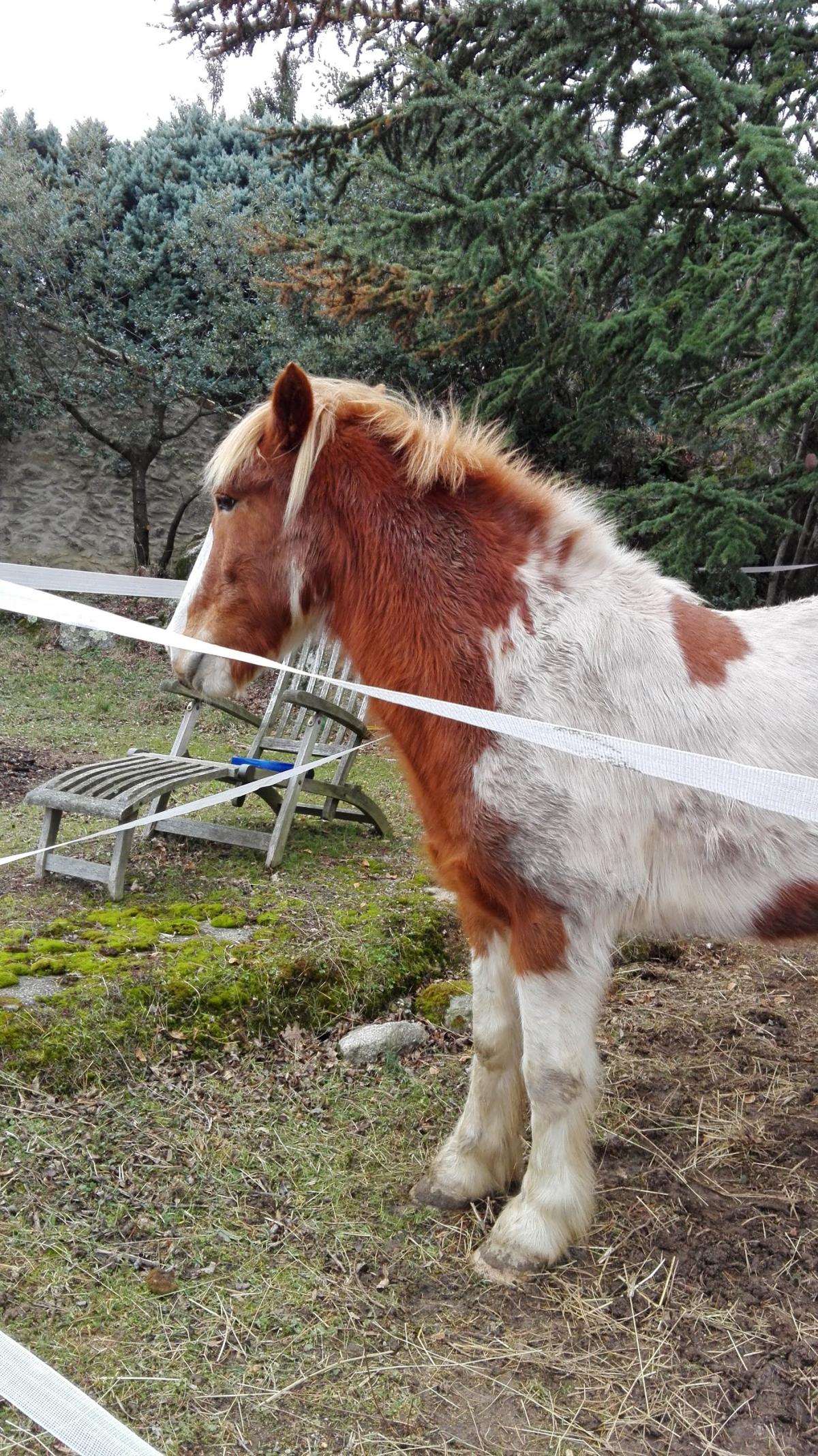 Despesse Patrick Maurice