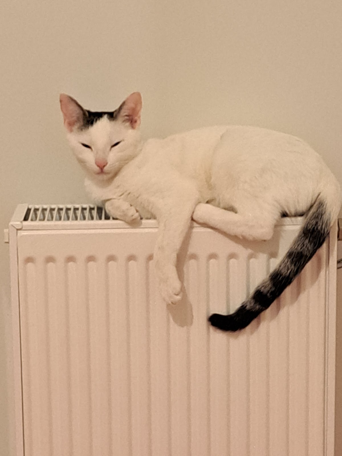 Lefebvre Patrick Jean Luc