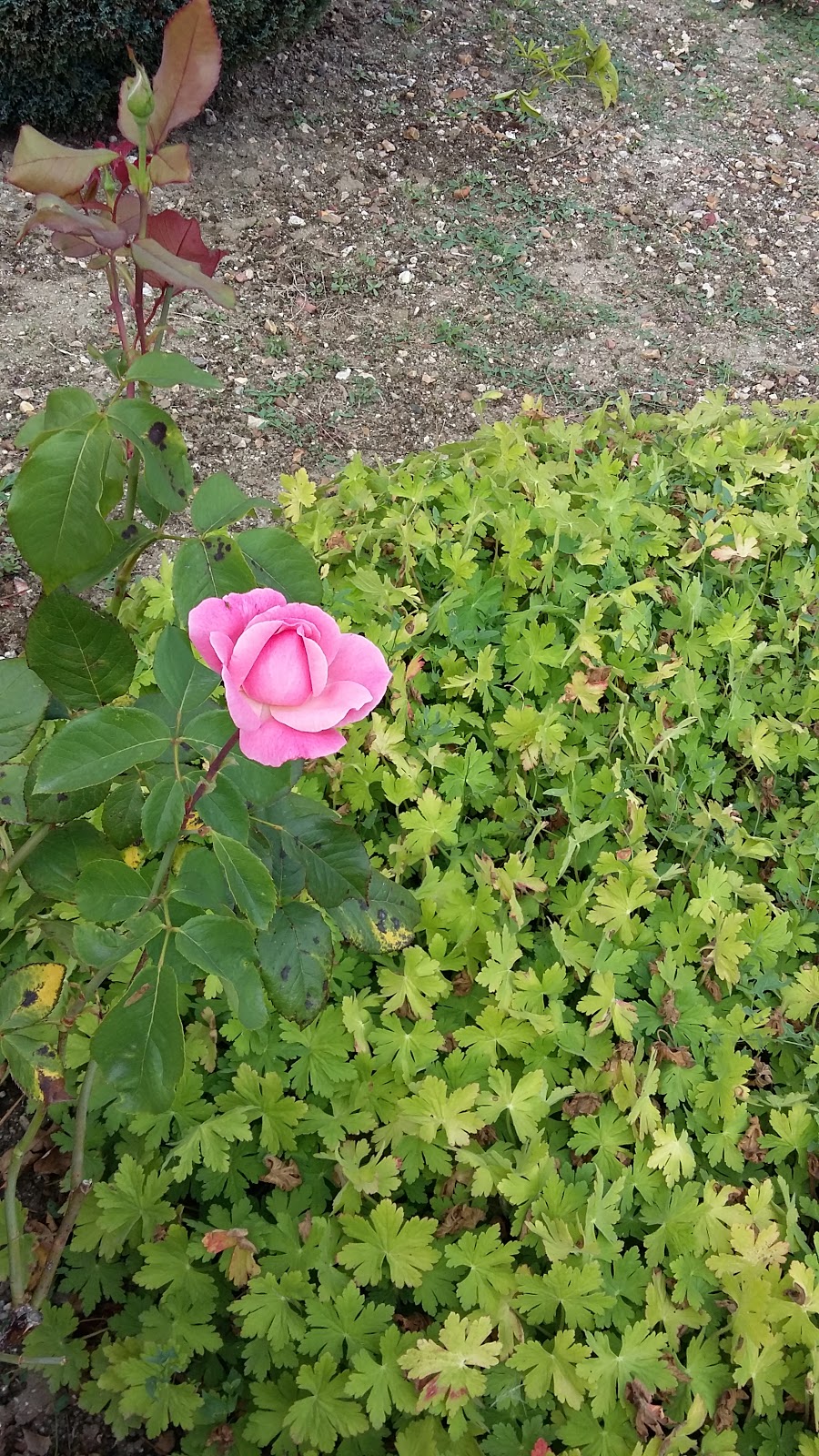 Michel COATANOAN Electricien