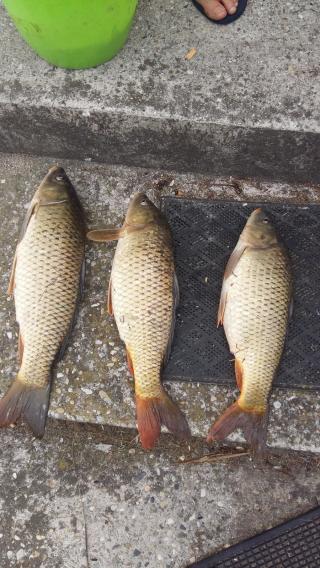 Electricien LAIN Thierry Sarl 0